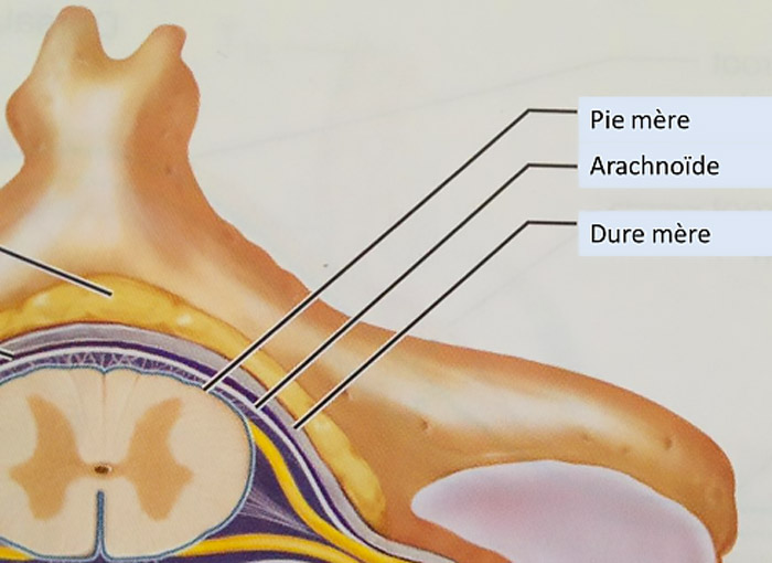 Coupe moelle épinière
