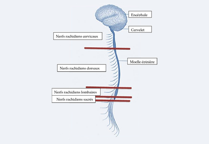 Figure 1 : schéma du cerveau et de la moelle épinière (source @ Livret du patient CRMR syringomyélie)
