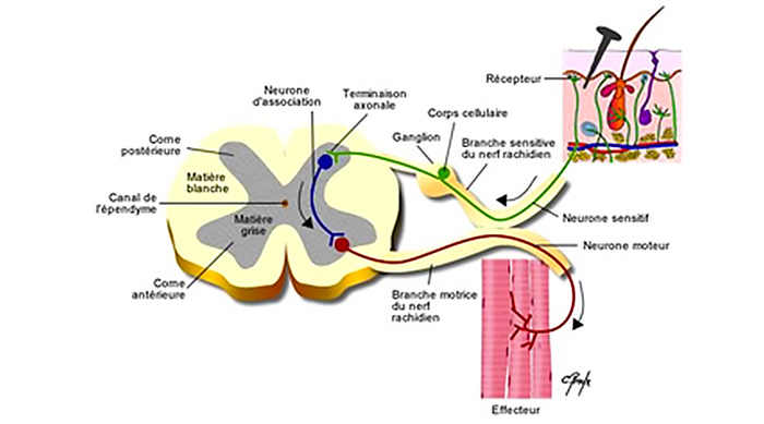 Figure 3 : Une coupe de la moëlle épinière sans Syringomyélie, avec le canal de l’épendyme au milieu. (source @ Centre de référence Syringomyélie)